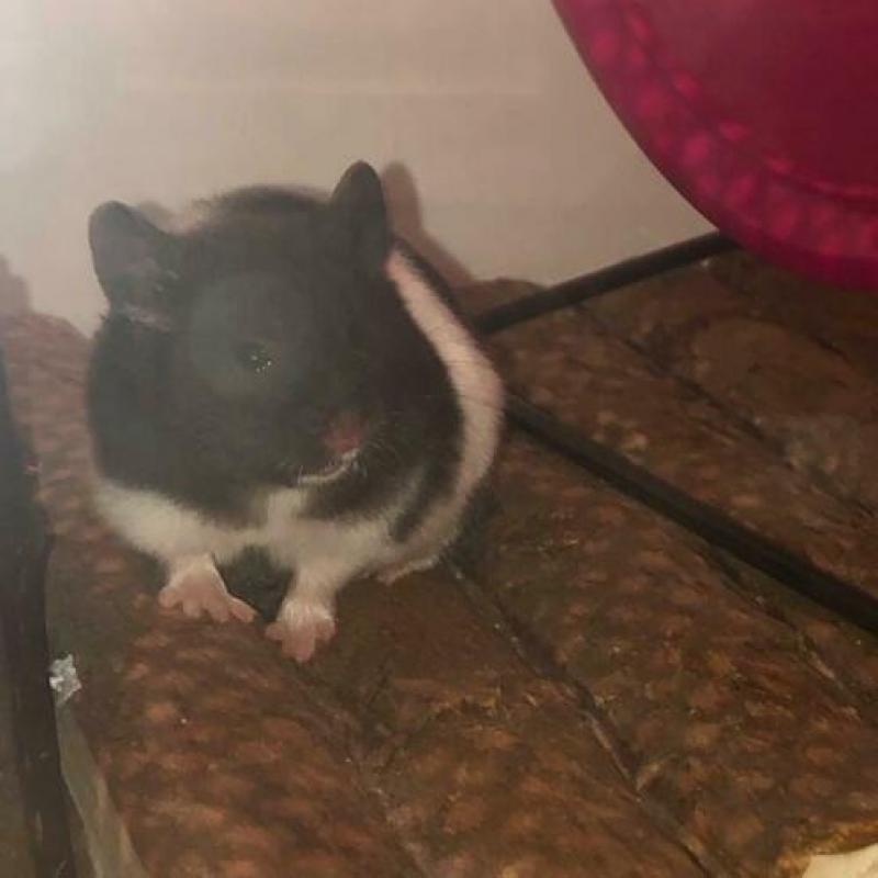 Mooie syrische hamstertje