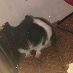 Mooie syrische hamstertje
