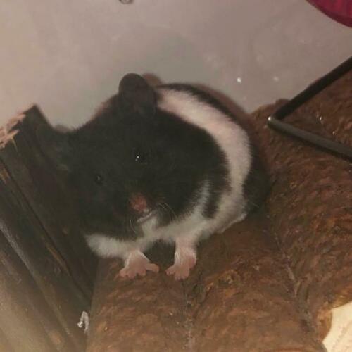 Mooie syrische hamstertje