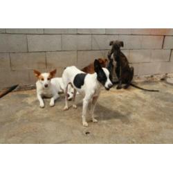Animal in need: Antonio, in NL te bezoeken!