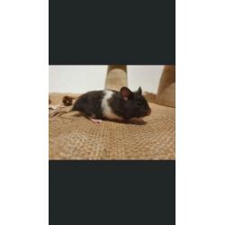 Mooie syrische hamstertje