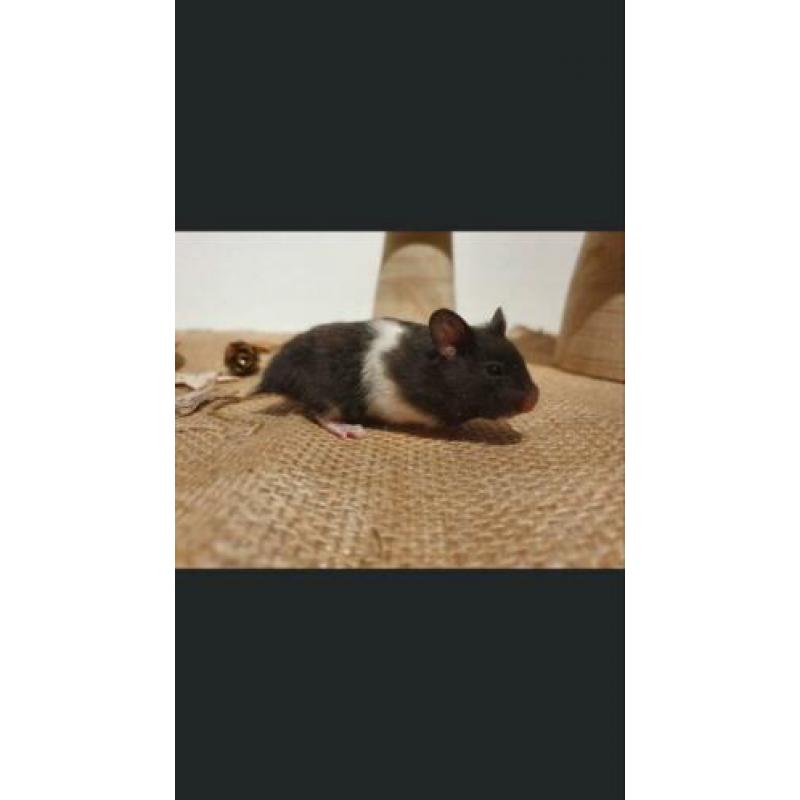 Mooie syrische hamstertje