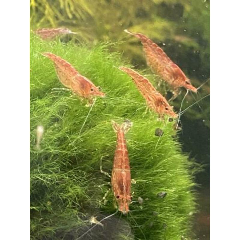Volwassen Neocaridina Vuurgarnaal / vuurgarnalen WEG=WEG