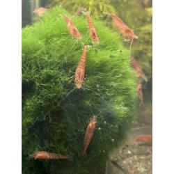 Volwassen Neocaridina Vuurgarnaal / vuurgarnalen WEG=WEG