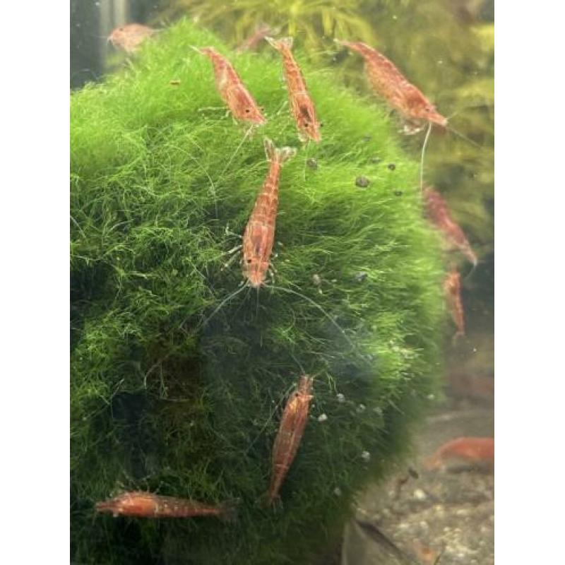 Volwassen Neocaridina Vuurgarnaal / vuurgarnalen WEG=WEG