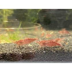 Volwassen Neocaridina Vuurgarnaal / vuurgarnalen WEG=WEG