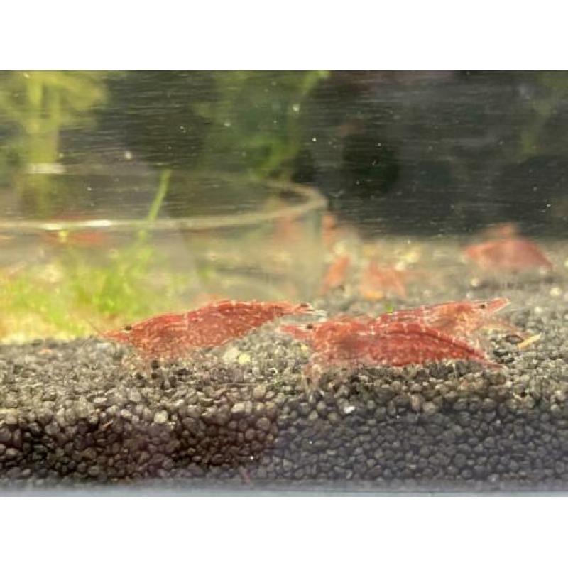 Volwassen Neocaridina Vuurgarnaal / vuurgarnalen WEG=WEG