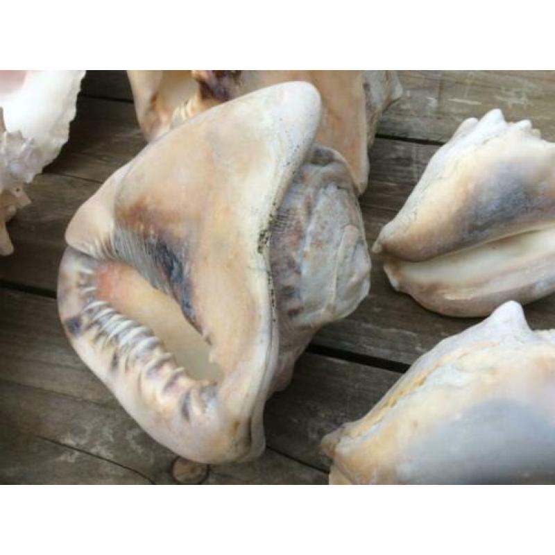 Grote verzameling SCHELPEN
