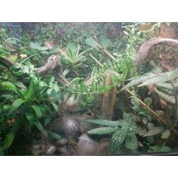 Terrarium met toebehoren en diertjes