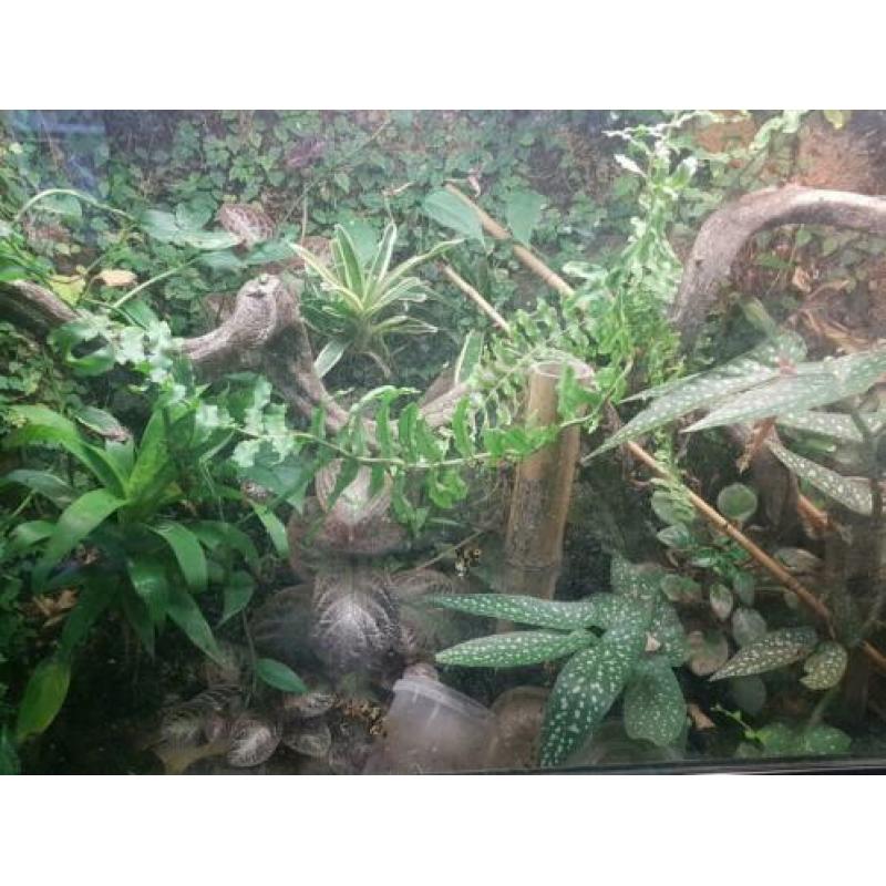 Terrarium met toebehoren en diertjes