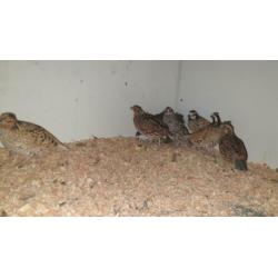 De boomkwartel of bobwhite (Colinus virginianus)