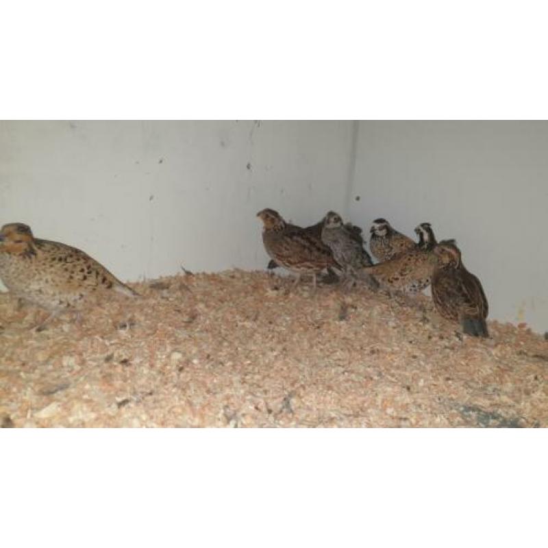 De boomkwartel of bobwhite (Colinus virginianus)