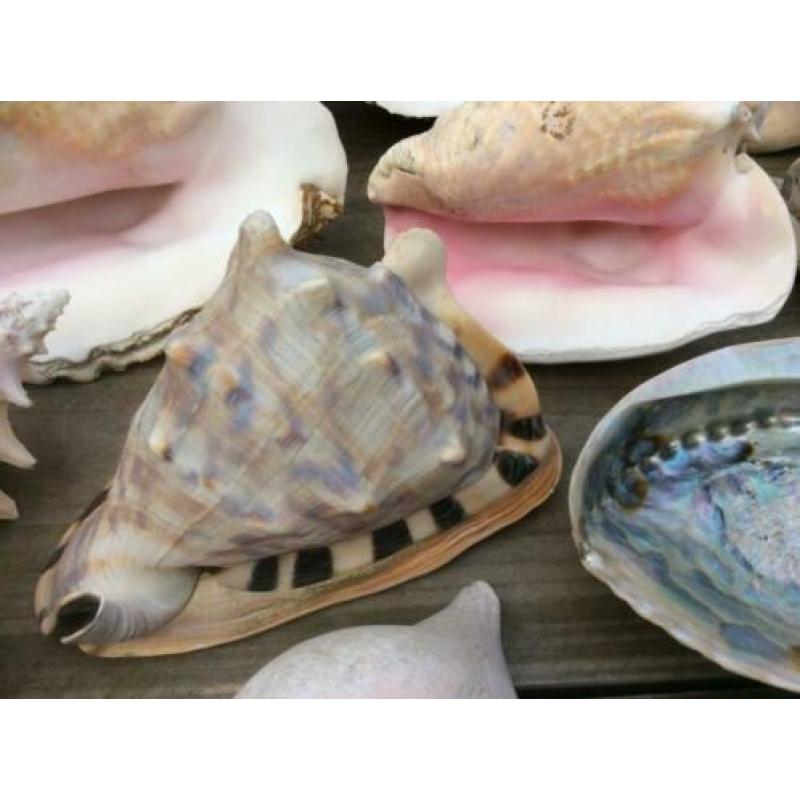 Grote verzameling SCHELPEN