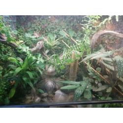 Terrarium met toebehoren en diertjes