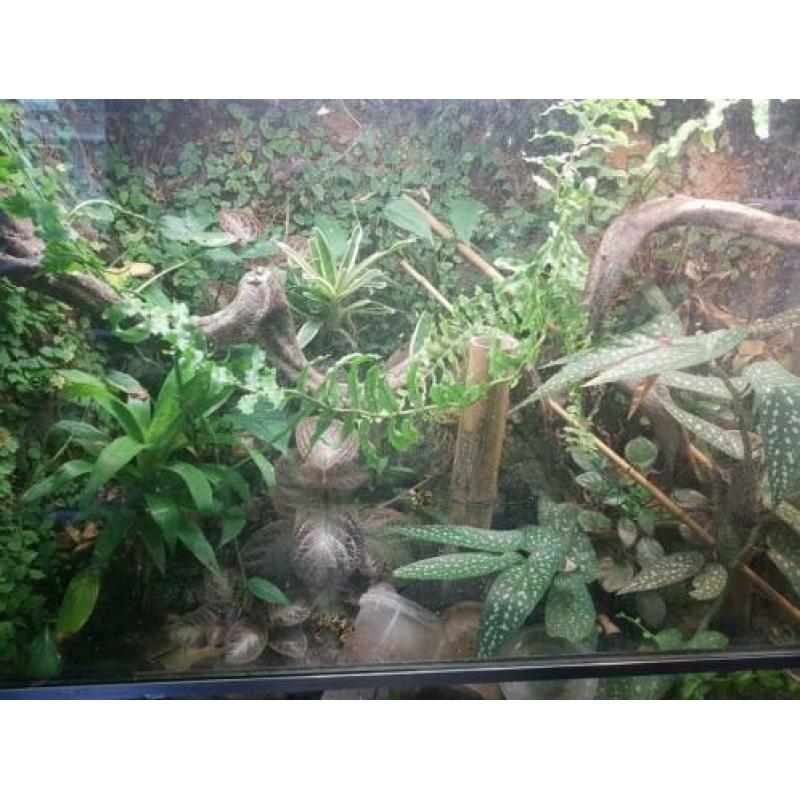 Terrarium met toebehoren en diertjes