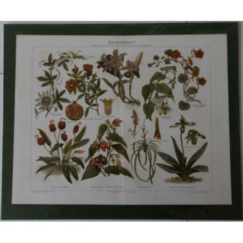 Plaatje Zimmerpflazen I Litho