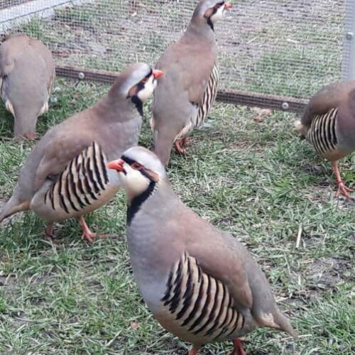 Natuurbroed chukar patrijzen hanen 6 stuks!