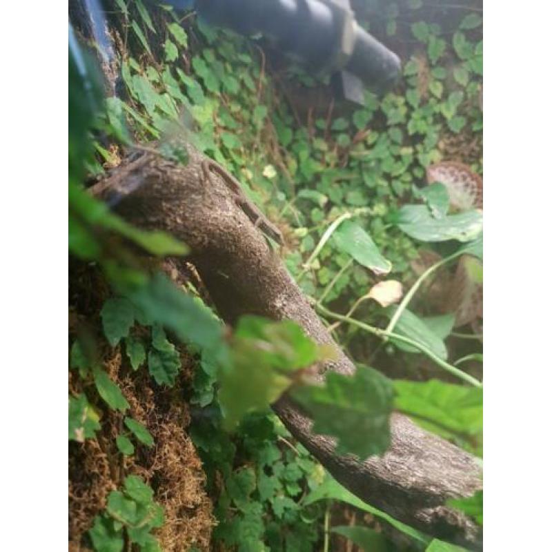 Terrarium met toebehoren en diertjes