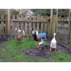 Groepje indische loopeenden