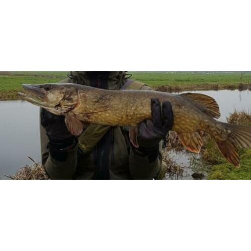 Set SP 05 van 3 stuks Wilgenblad Snoekspinners met streamer