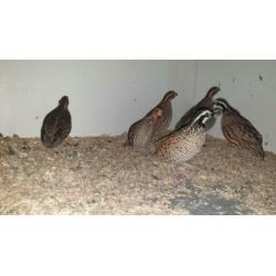 De boomkwartel of bobwhite (Colinus virginianus)