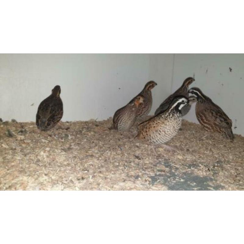 De boomkwartel of bobwhite (Colinus virginianus)