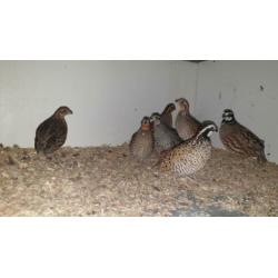 De boomkwartel of bobwhite (Colinus virginianus)