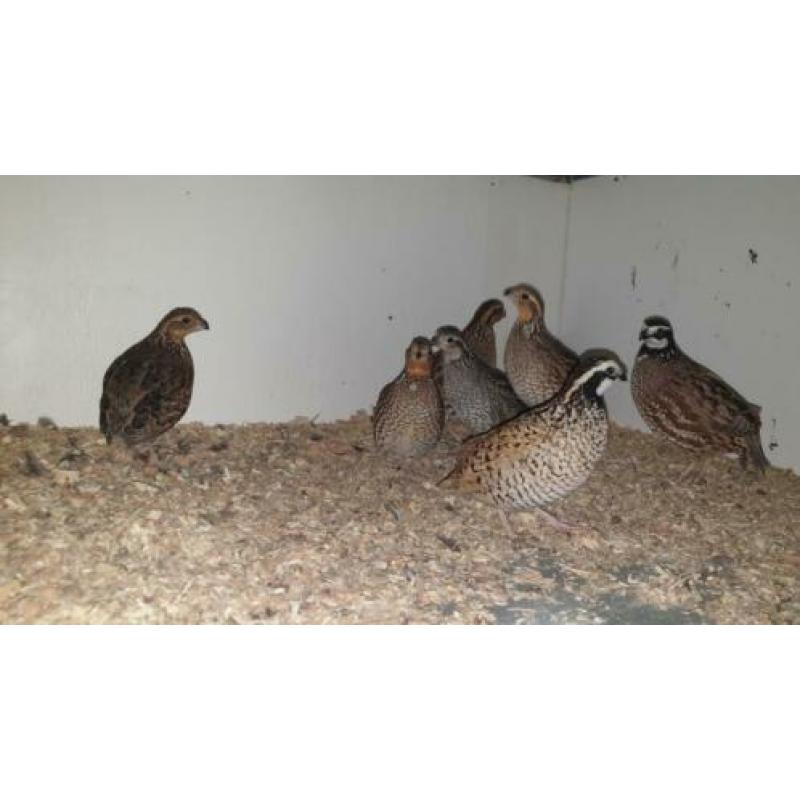 De boomkwartel of bobwhite (Colinus virginianus)