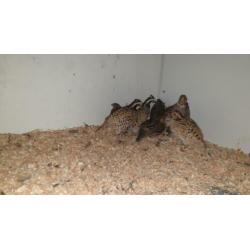 De boomkwartel of bobwhite (Colinus virginianus)