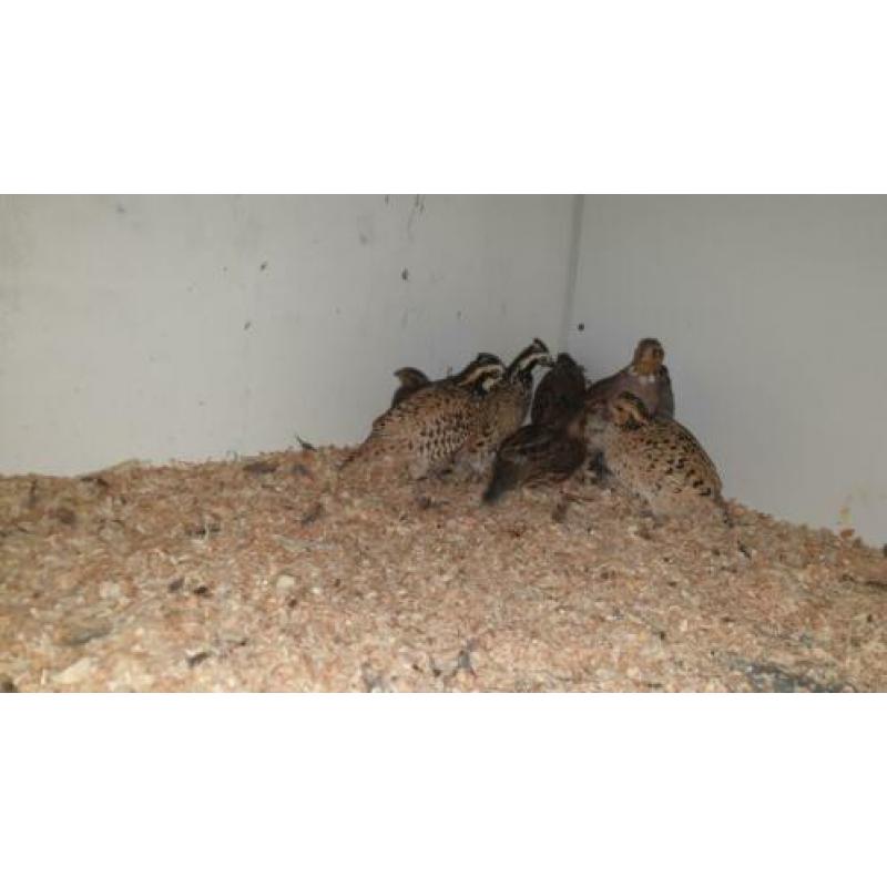 De boomkwartel of bobwhite (Colinus virginianus)