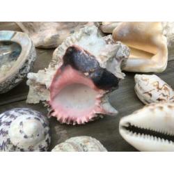 Grote verzameling SCHELPEN