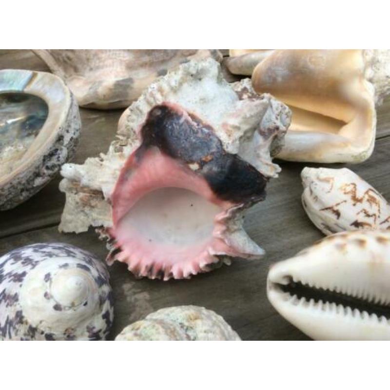 Grote verzameling SCHELPEN