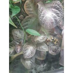 Terrarium met toebehoren en diertjes