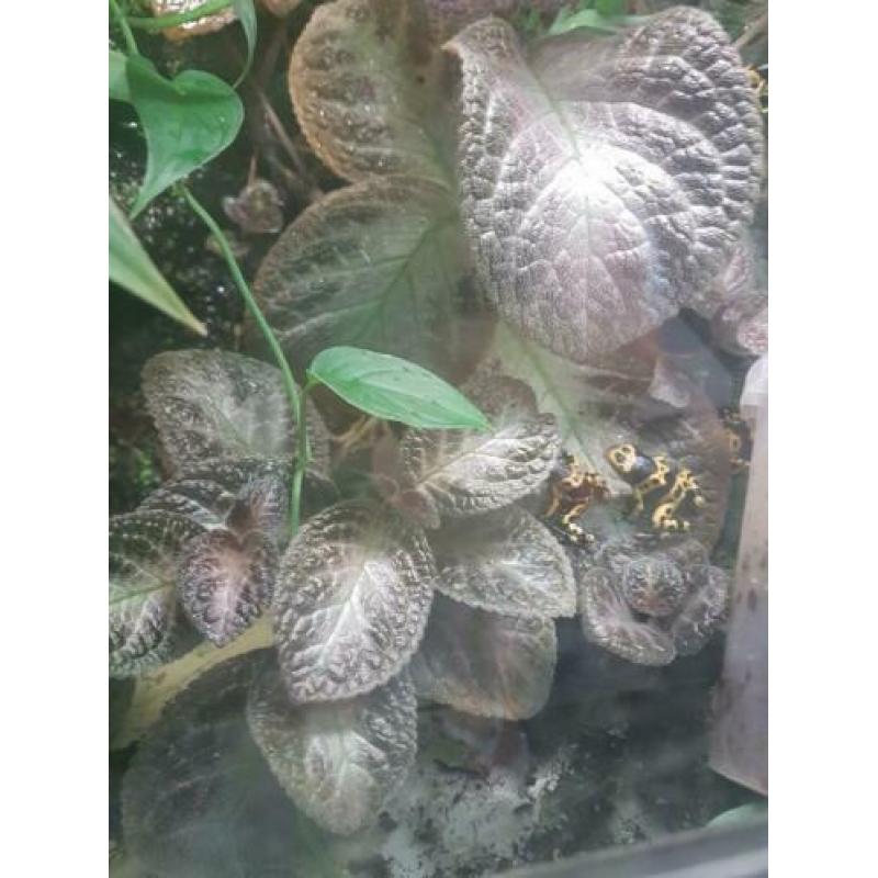 Terrarium met toebehoren en diertjes