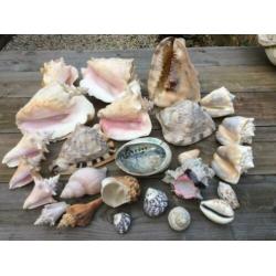 Grote verzameling SCHELPEN