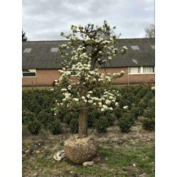 Oude peren. In 1949 geplant. Oude fruitbomen appel,kers,Peer