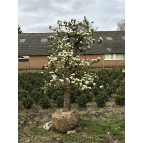 Oude peren. In 1949 geplant. Oude fruitbomen appel,kers,Peer