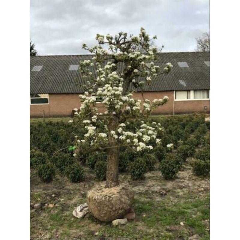 Oude peren. In 1949 geplant. Oude fruitbomen appel,kers,Peer