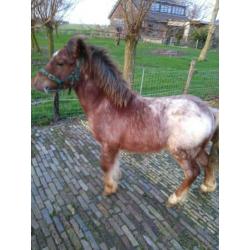 Hengst jaarling shet/welsh.
