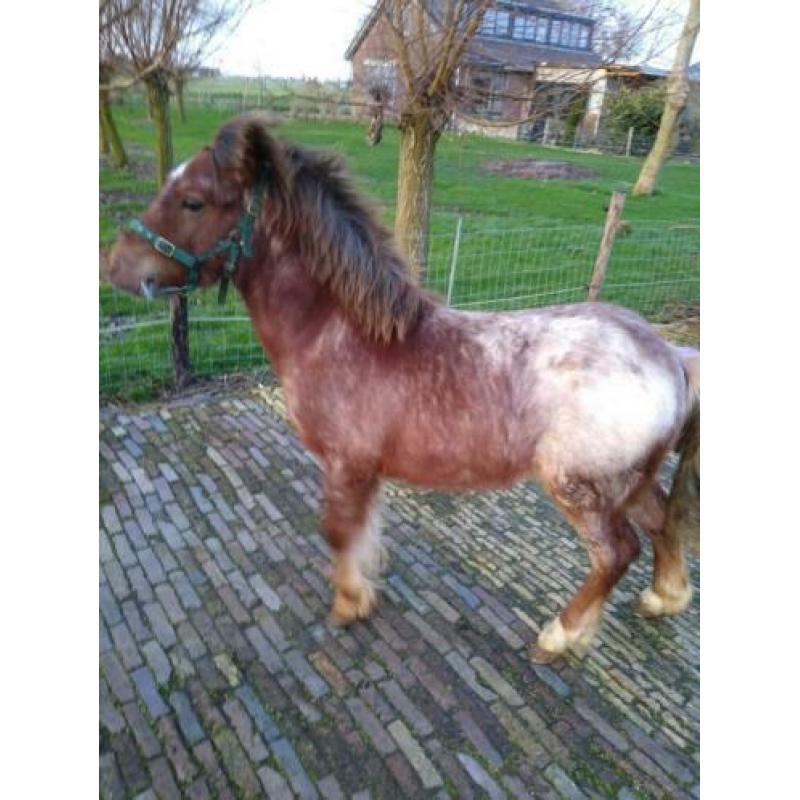 Hengst jaarling shet/welsh.