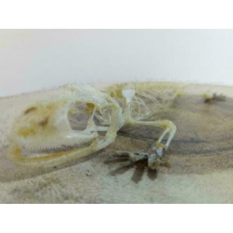 Gecko skelet +/- 20cm
