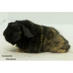 Zwart buff peruvian cavia (2)