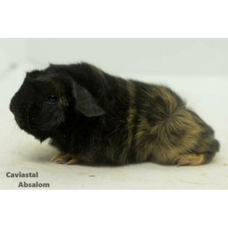Zwart buff peruvian cavia (2)
