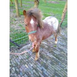 Hengst jaarling shet/welsh.