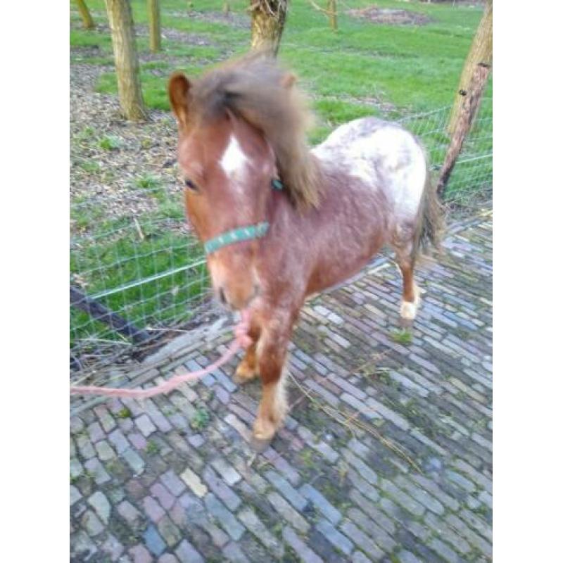 Hengst jaarling shet/welsh.
