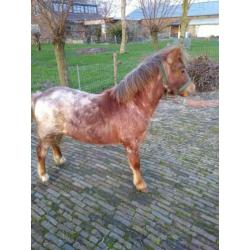 Hengst jaarling shet/welsh.
