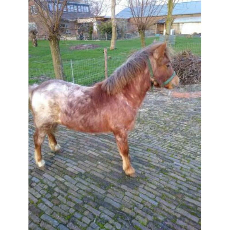 Hengst jaarling shet/welsh.