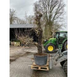 Oude peren. In 1949 geplant. Oude fruitbomen appel,kers,Peer