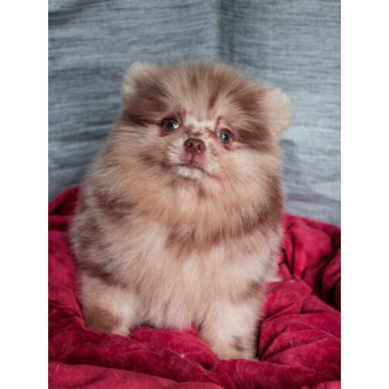 Choco merle Pomeranian/Pomeriaan teefje