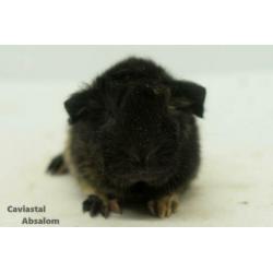 Zwart buff peruvian cavia (2)